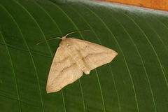 Sabulodes colombiata