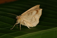 Sabulodes colombiata