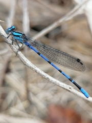 Argia carlcooki