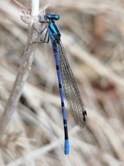 Argia carlcooki