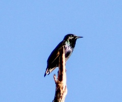 Sturnus vulgaris