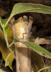 Anolis zeus