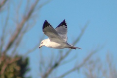 Larus delawarensis