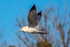 Larus delawarensis