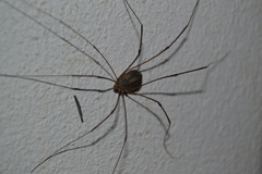 Cosmobunus granarius