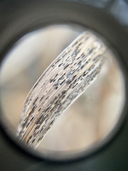 Puccinia nakanishikii