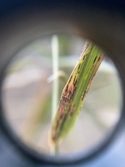 Puccinia nakanishikii