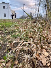 Puccinia nakanishikii