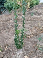 Pluchea carolinensis