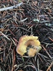 Calocybe onychina