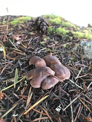 Calocybe onychina