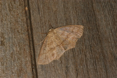 Sabulodes setosa