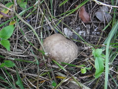 Dioscorea bulbifera image