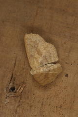 Sabulodes setosa