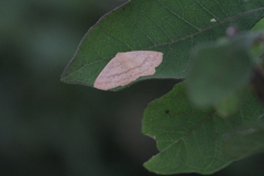 Sabulodes setosa