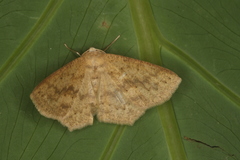 Sabulodes setosa