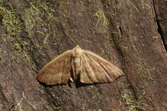 Sabulodes setosa