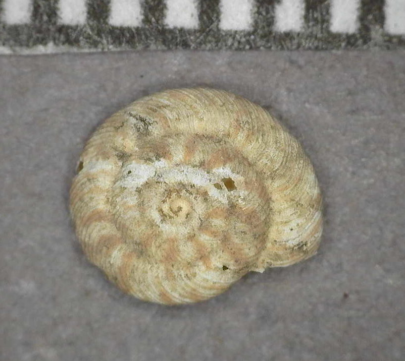 Oswaldius