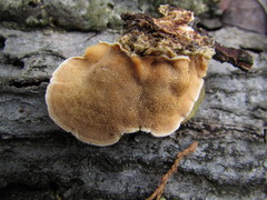 Steccherinum bourdotii