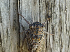 Cicada barbara lusitanica