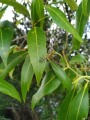 Chlorophorus curtisi