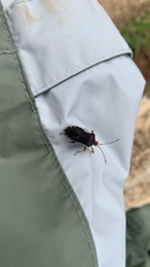 Anasa scorbutica