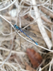 Argia carlcooki