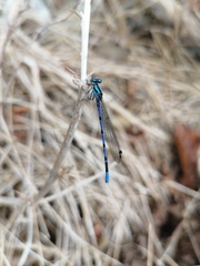 Argia carlcooki