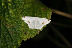 Sericoptera area