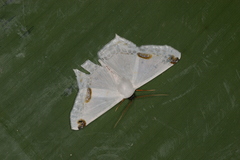Sericoptera area