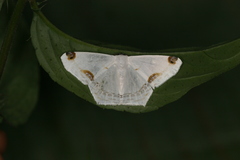 Sericoptera area