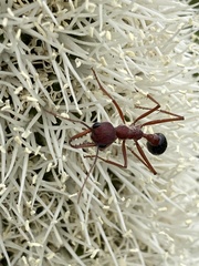 Myrmecia analis