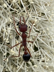 Myrmecia analis