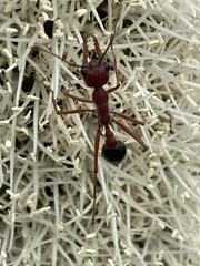 Myrmecia analis