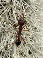 Myrmecia analis