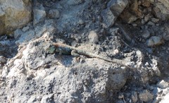 Sceloporus torquatus binocularis