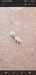 Sciurus carolinensis