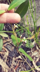 Leichhardtia suaveolens