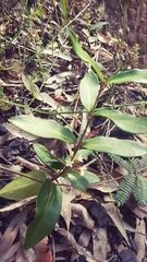 Leichhardtia suaveolens