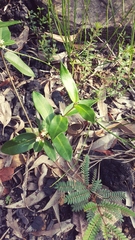 Leichhardtia suaveolens
