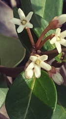 Leichhardtia suaveolens
