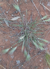Aristida behriana