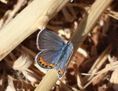 Icaricia lupini texanus