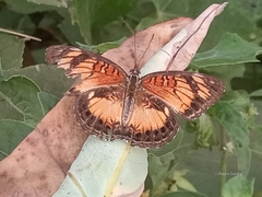 Junonia sophia sophia