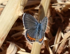 Icaricia lupini texanus