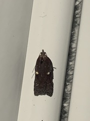 Acleris bowmanana