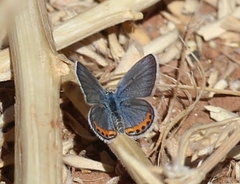 Icaricia lupini texanus
