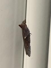 Acleris bowmanana