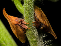 Enchenopa squamigera