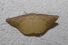 Simopteryx torquataria
